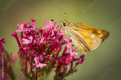 Small moth on red flower. © Gregory Johnston