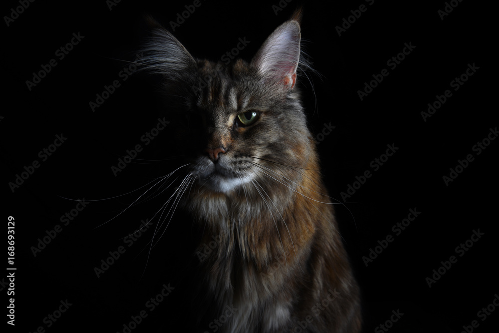 Obraz premium Close-up of an isolated silver tabby maine coon cat on black background
