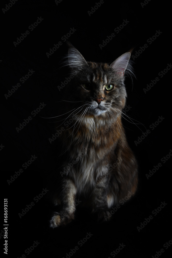 Sitting isolated silver tabby maine coon cat on black background
