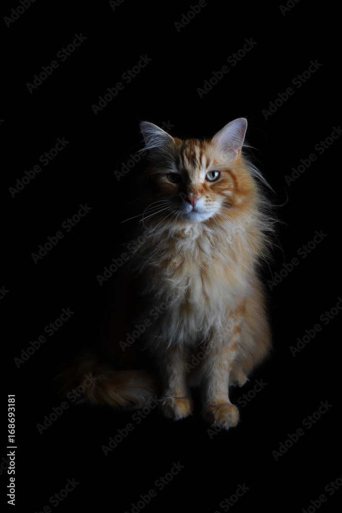 Sitting isolated red tabby maine coon cat on black background