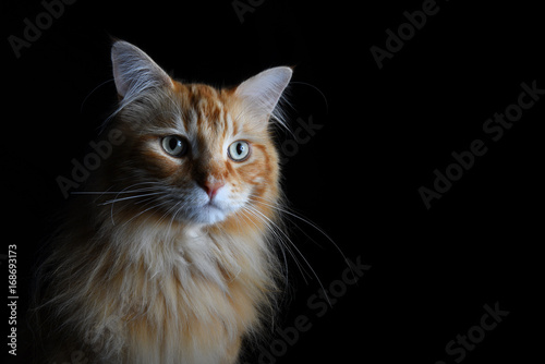 Isolated red tabby maine coon cat on black background