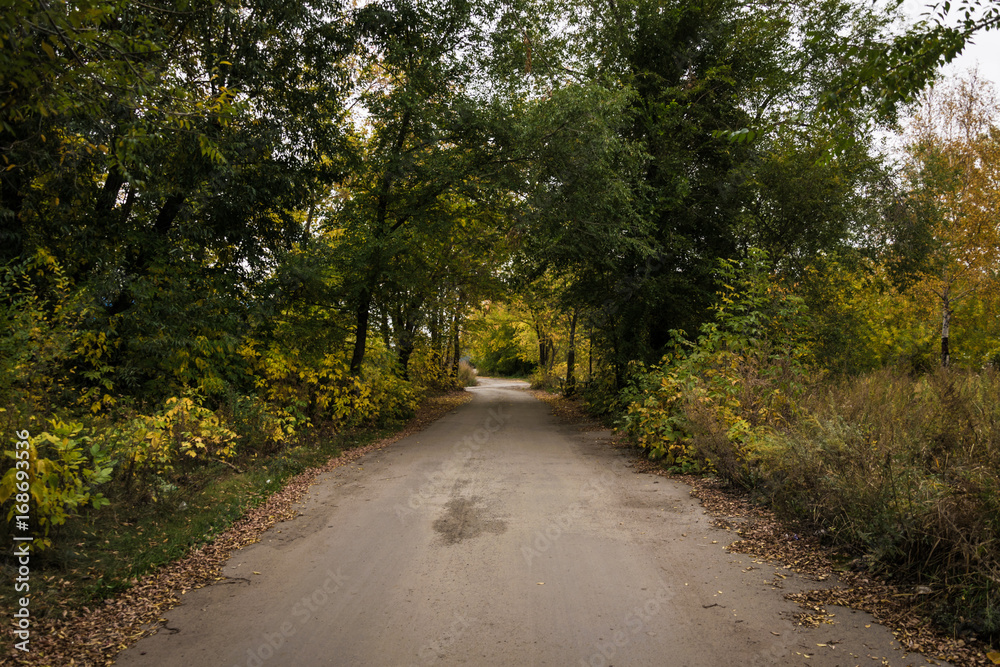 Fototapeta premium Well-groomed path in the park in autumn