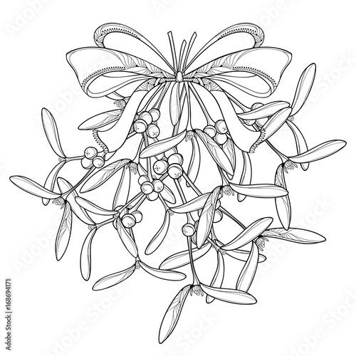 Vector bunch with outline Mistletoe and ornate bow with ribbon isolated on white background. Leaves, berry and branch of Mistletoe in contour style for Christmas winter design or coloring book.