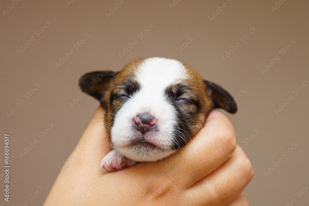 Jack Russell Terrier Puppy