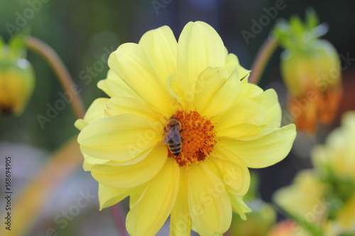 Fototapeta Naklejka Na Ścianę i Meble -  Dahlia  (Dahlia)