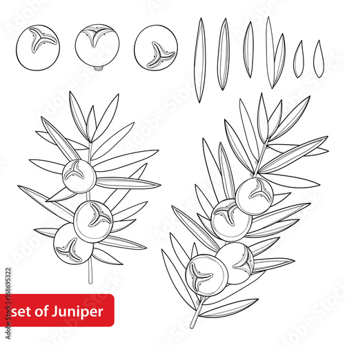 Vector set with outline Juniper or Juniperus communis. Branch and berry in black isolated on white background. Coniferous tree in contour style for herbal or botanical design and coloring book.