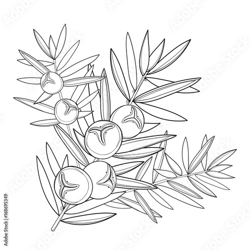 Vector branch with outline Juniper or Juniperus communis. Bunch, berry and pine in black isolated on white background. Conifer tree in contour style for herbal or botanical design and coloring book.