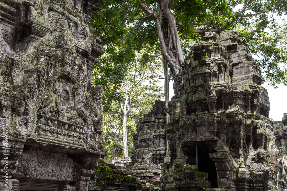 Ta Prohm temple ruins hidden in jungles, Siem Riep, Cambodia