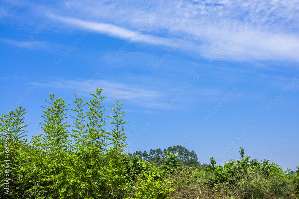 The plant with blue sky background The plant with blue sky background