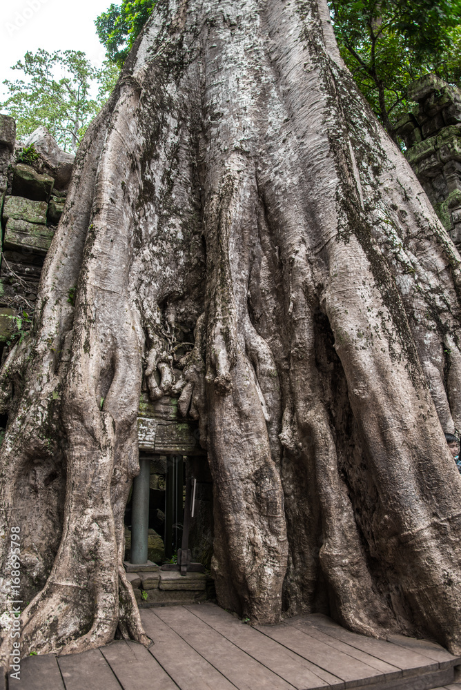 Ta Prohm temple ruins hidden in jungles, Siem Riep, Cambodia Ta Prohm temple ruins hidden in jungles, Siem Riep, Cambodia