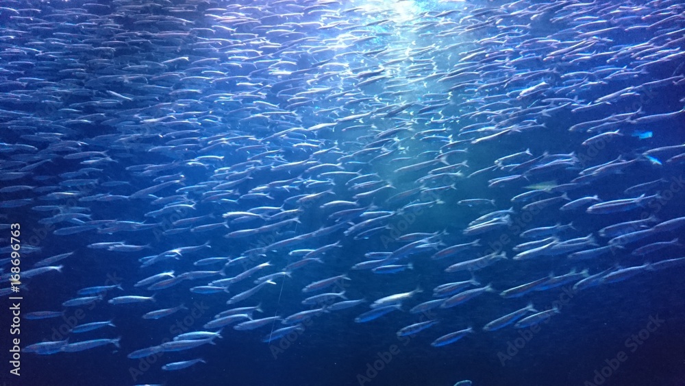 イワシの大群 Stock Photo Adobe Stock