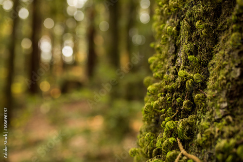 Closeup of moss growing on a tree in a redwood forest in California photo
