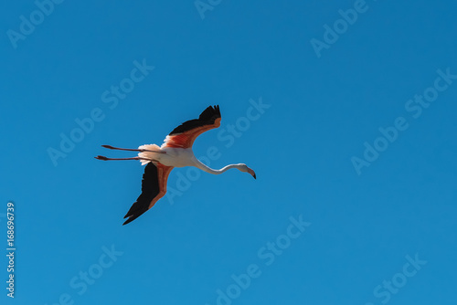 Greater Flamingo  pink bird flying in blue sky  