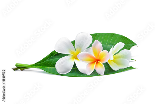 white frangipani or plumeria  tropical flowers  with green leaves isolated on white background