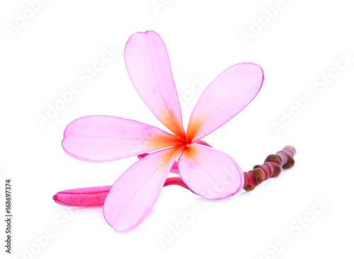 pink frangipani or plumeria (tropical flowers) with drop of water isolated on white background
