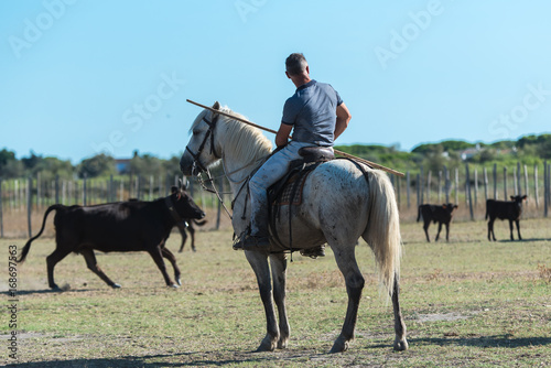  Rider, man sorting bulls, bulls in the field in Camargue 