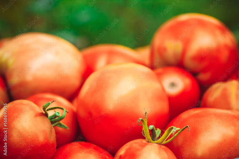 Delicious red tomatoes. A pile of tomatoes. Delicious red tomatoes. A pile of tomatoes.