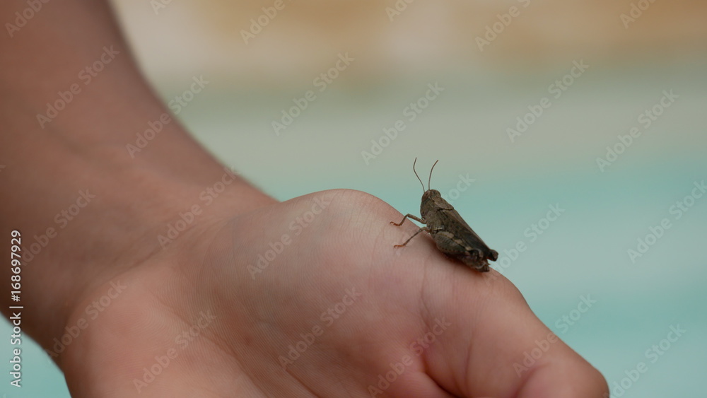 Obraz premium Insecte sur main exterieur