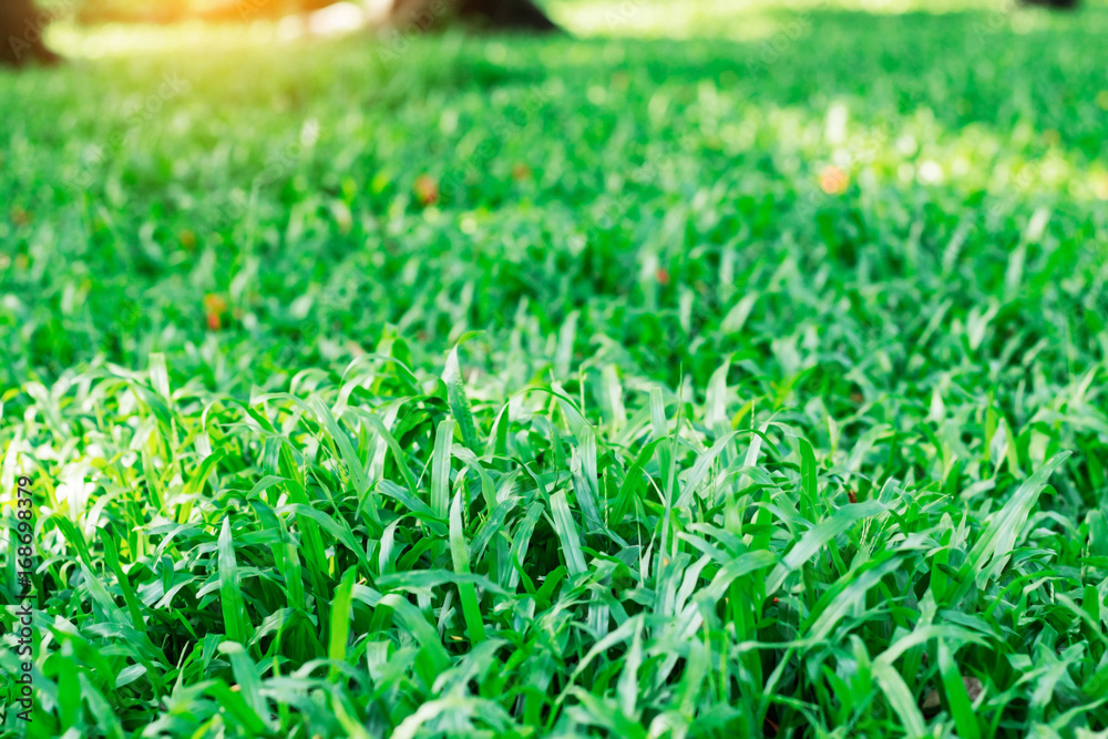 grass with sunlight.