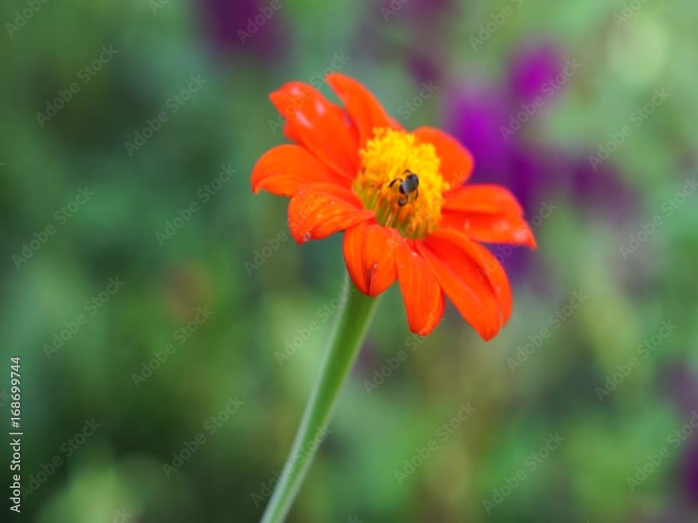 Sting less bee on the red flower Sting less bee on the red flower