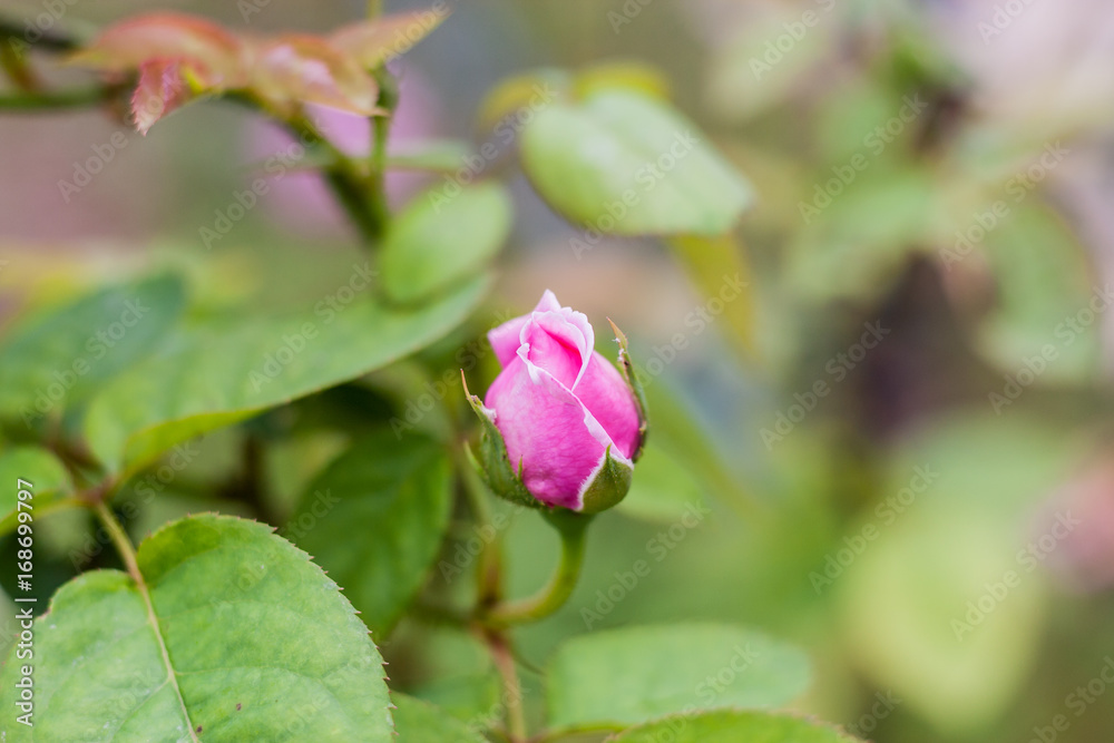 Rose Flower Blooming / Beautiful Of Pink Rose Blooming In The Garden.