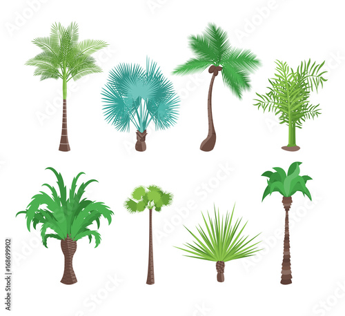 Decorative Green Tropical Palm Trees Set. Vector