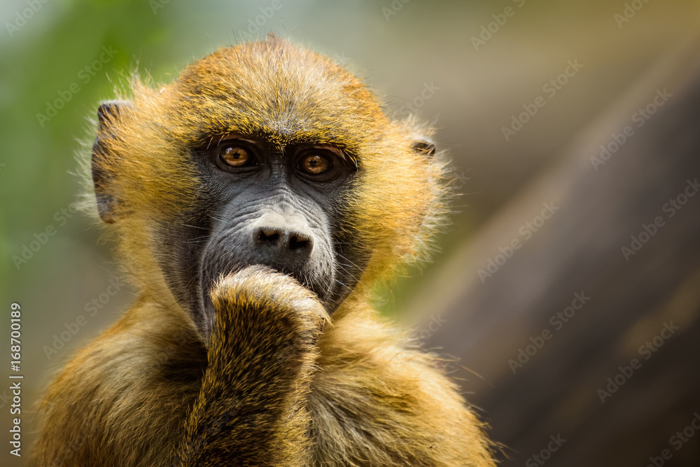 Obraz premium Baboon eating from its hand