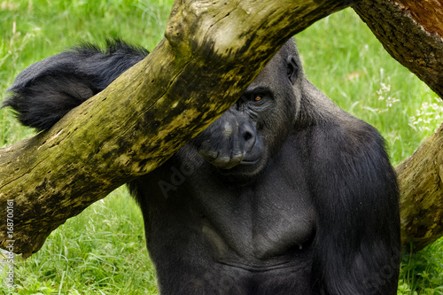 Gorilla der hinter einem Ast sitzt, auf dem er sich aufstützt photo