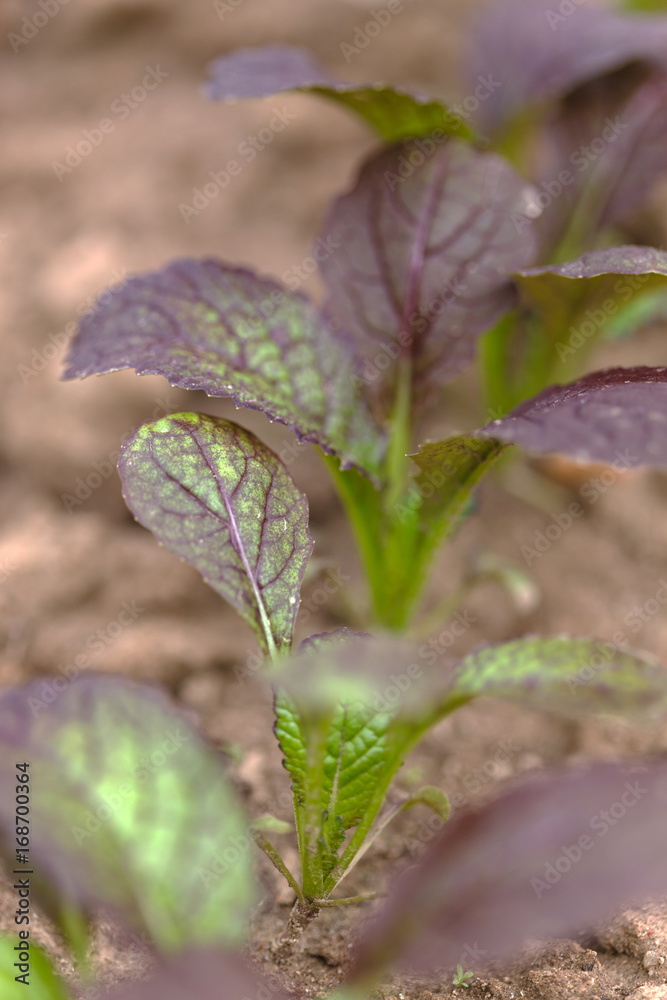 mustard salad