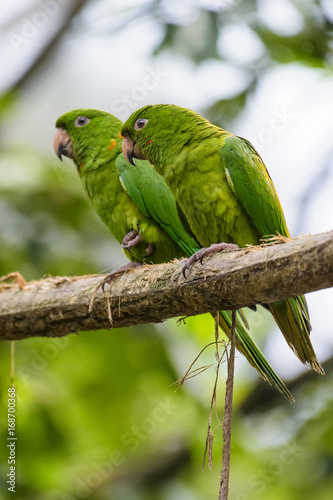 Ein Papageienpärchen in einem Baum im Dschungel von Tikal, Guatemala