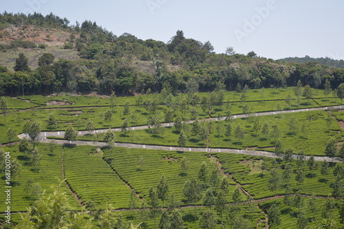 Kotagiri India Tea estates photo