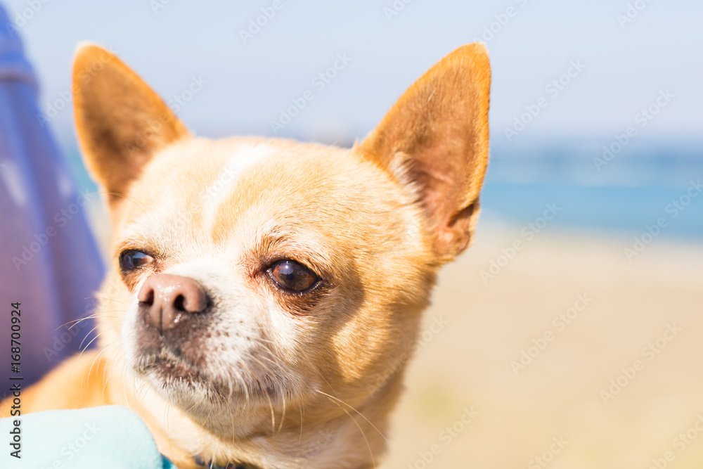 Chihuahua pet dog