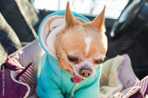 Chihuahua dog. Pet concept