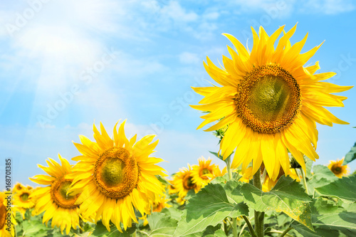 Bright blossoming sunflower flowers under the bright summer sun