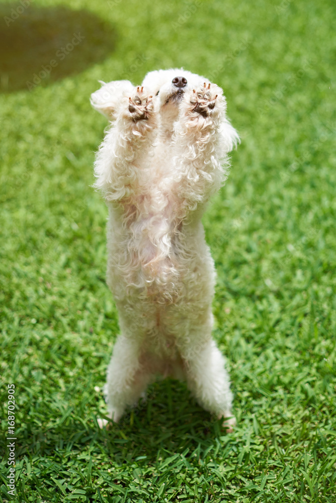White poodle dog dancing
