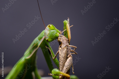 Mantis religiosa eating grasshopper