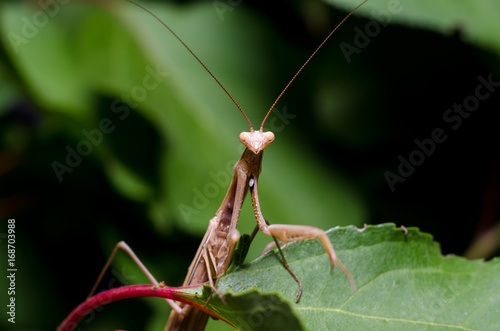 Brown Mantis religiosa.