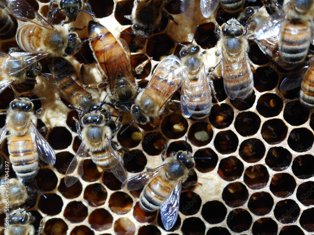 Queen bee and workers on brood honeycomb Queen bee and workers on brood honeycomb
