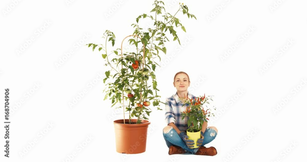 Woman looking at big tomato plant on white background and holds pot with little pepper Woman looking at big tomato plant on white background and holds pot with little pepper