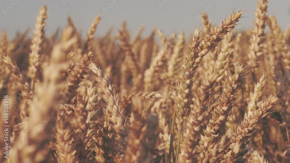 Dry golden wheat spikes in sun light, slow motion dolly movement Dry golden wheat spikes in sun light, slow motion dolly movement