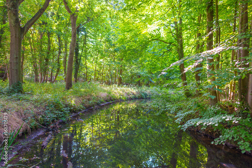 Sream meandering through a forest in sunlight