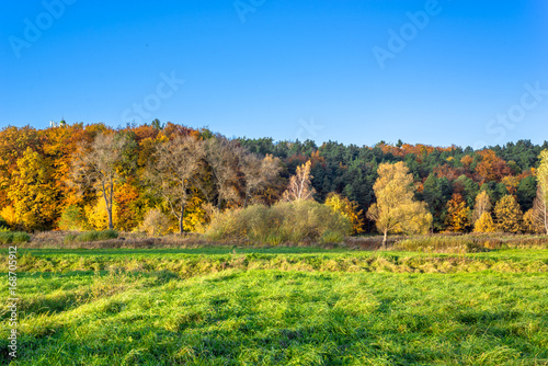 Fototapeta Naklejka Na Ścianę i Meble -  Panoramic landscape of autumn forest, scenic landscape with autumn trees on green field and blue sky in sunny day