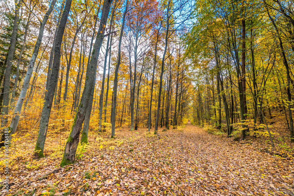 Fototapeta premium Golden trees and path with fallen leaves in the forest, autumn landscape