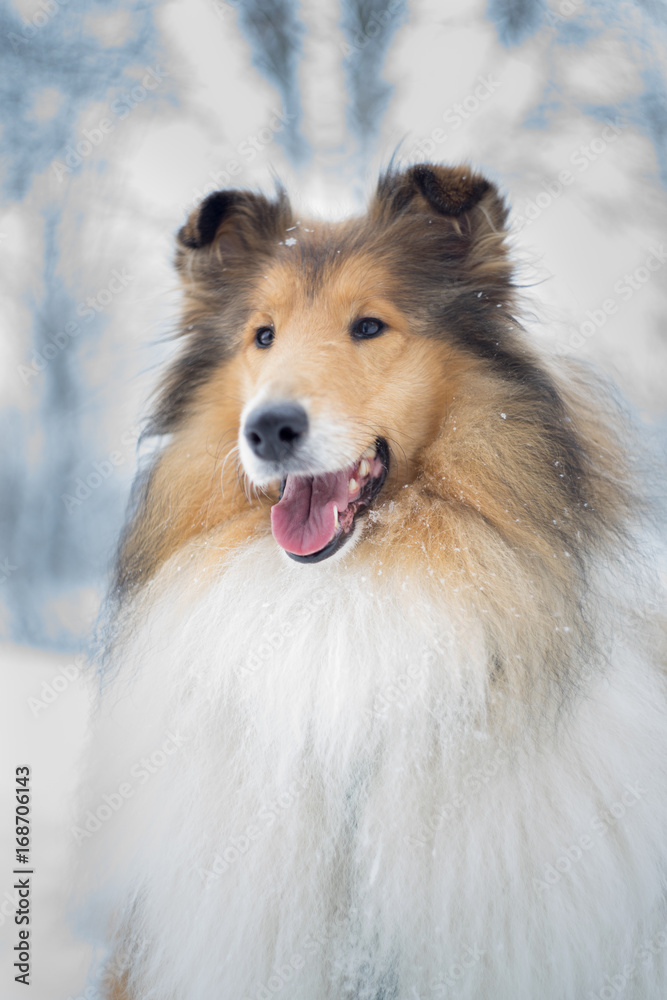 Portrait of rough collie, winter