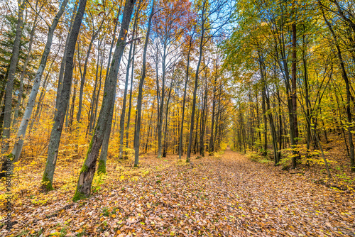 Golden trees and path with fallen leaves in the forest, autumn landscape