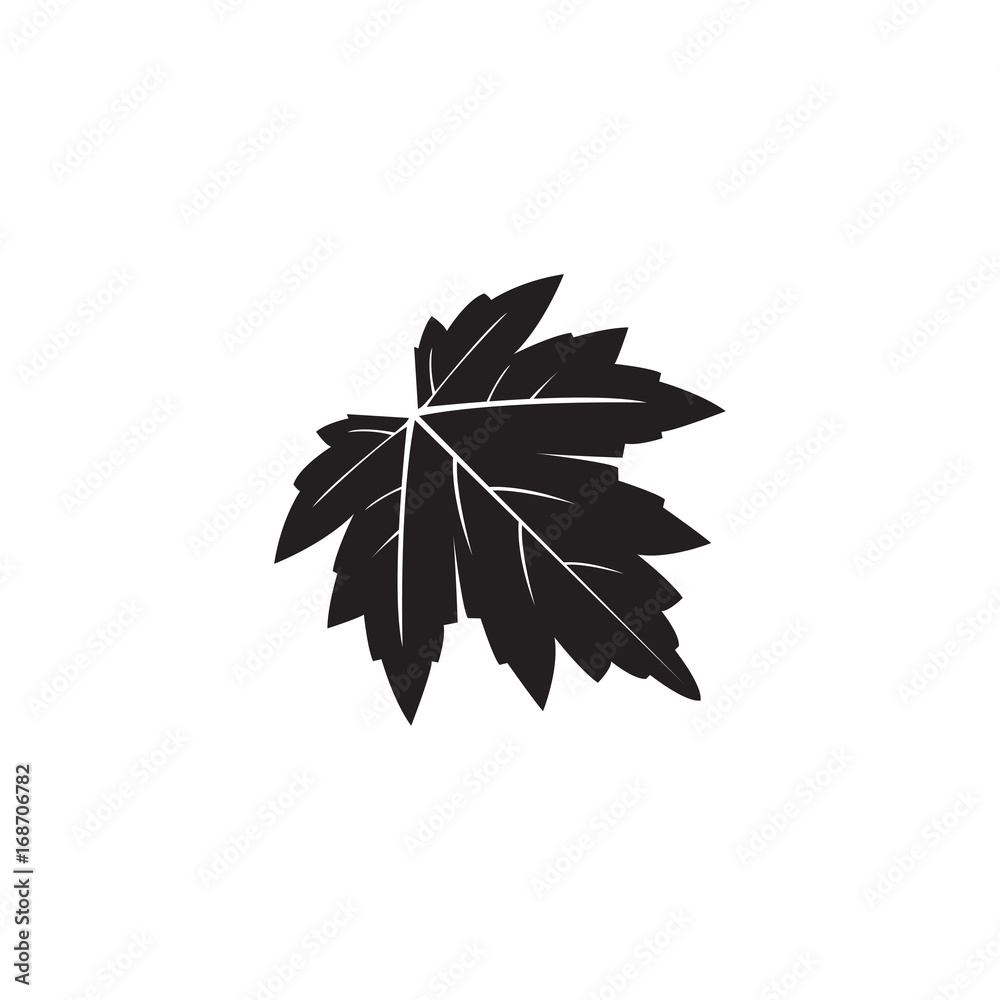silhouette maple autum leaf