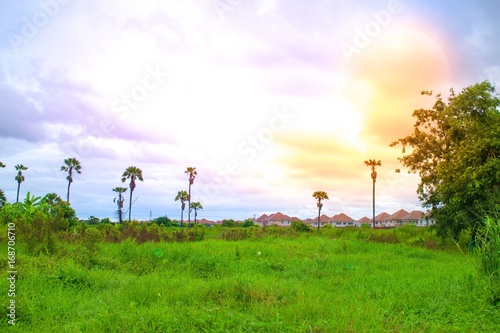 flower on blurry foreground with tree with sky and sun background. in garden of forest. Using wallpaper or background for  nature in natural image.