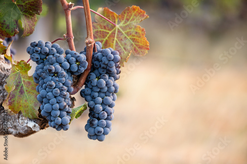 Ripe red wine grapes on vine, blurred warm background copy space