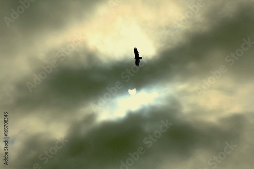 Solar eclipse with vulture
