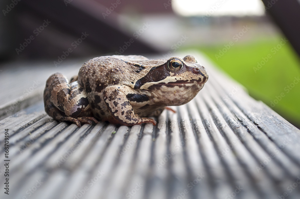 brown toad sitting on stairs of a countryhouse brown toad sitting on stairs of a countryhouse